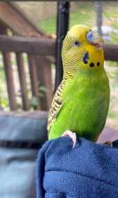 Lost Budgerigar