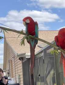 Lost Macaw