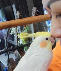 Lost Cockatiel