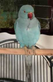 Lost Indian Ringneck Parakeet