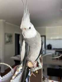 Lost Cockatiel