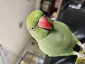 Lost Indian Ringneck Parakeet