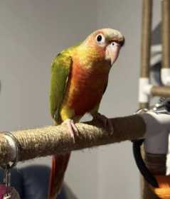 Lost Conure