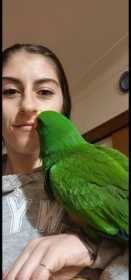 Lost Eclectus