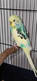 Lost Budgerigar
