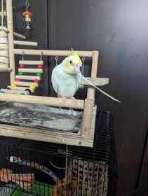 Lost Cockatiel