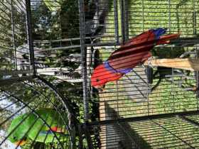 Lost Eclectus