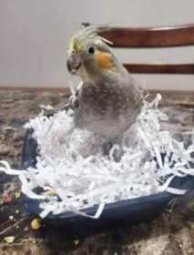 Lost Cockatiel