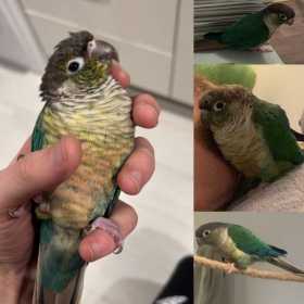 Lost Conure