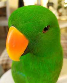 Lost Eclectus