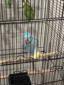 Lost Indian Ringneck Parakeet
