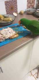 Lost Eclectus