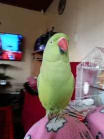 Lost Indian Ringneck Parakeet