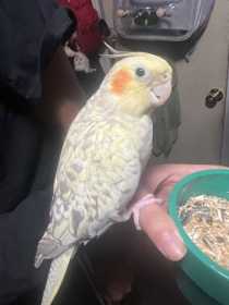 Lost Cockatiel