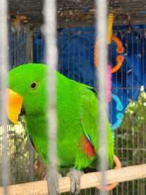 Lost Eclectus