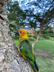 Lost Conure