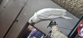 Lost Cockatoo
