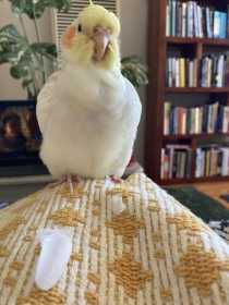 Lost Cockatiel