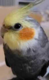 Lost Cockatiel