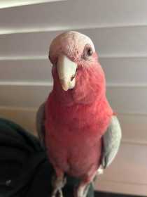 Lost Galah Cockatoo