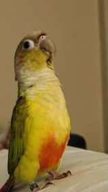 Lost Conure