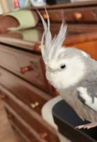 Lost Cockatiel