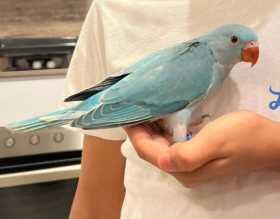 Lost Indian Ringneck Parakeet