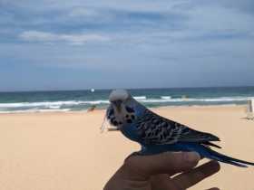 Lost Budgerigar