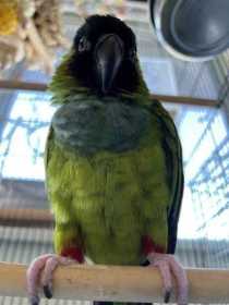 Lost Conure