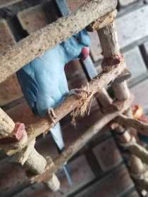 Lost Indian Ringneck Parakeet