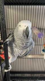 Lost African Grey