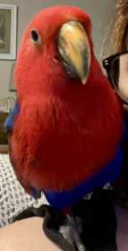 Lost Eclectus