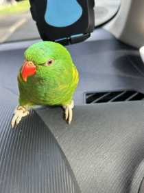 Lost Lory / Lorikeet