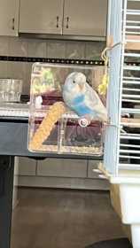 Lost Budgerigar