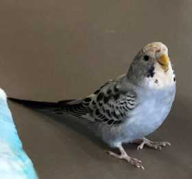 Lost Budgerigar