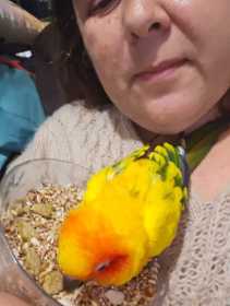 Lost Conure