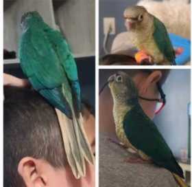 Lost Conure