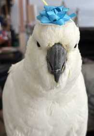 Lost Cockatoo