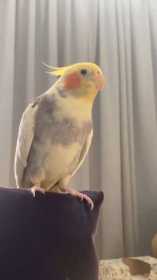 Lost Cockatiel