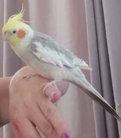 Lost Cockatiel