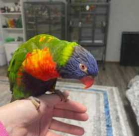 Lost Lory / Lorikeet