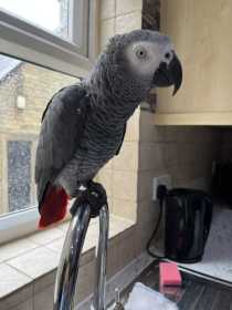 Lost African Grey