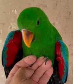 Lost Eclectus