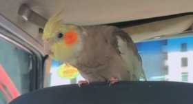 Lost Cockatiel