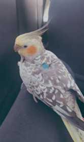 Lost Cockatiel