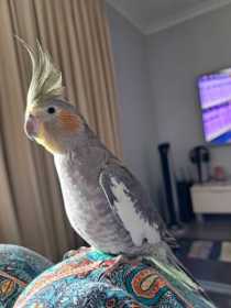 Lost Cockatiel