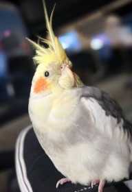 Lost Cockatiel