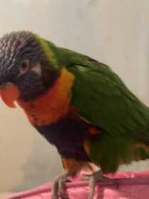 Lost Lory / Lorikeet