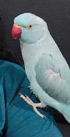 Lost Indian Ringneck Parakeet