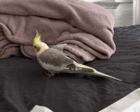 Lost Cockatiel